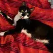 Kitty photo 3
