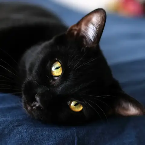 Aruki