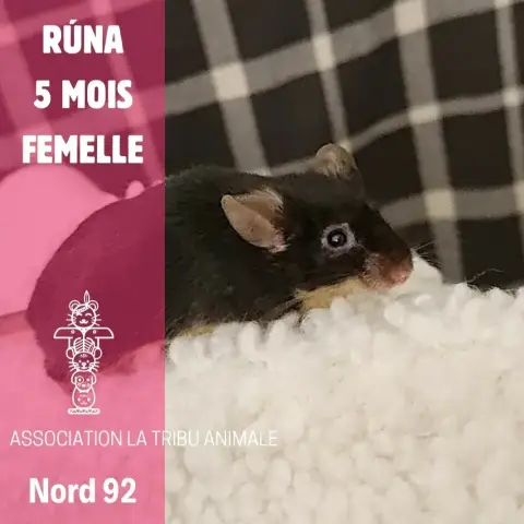 Rúna