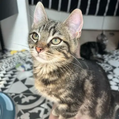 Bandit