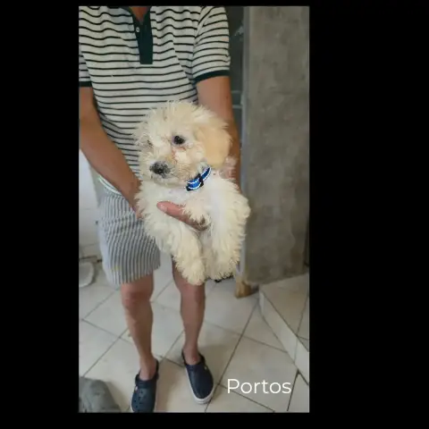 Portos