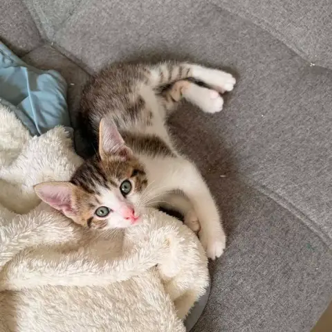 Tigrou