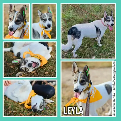 Leyla