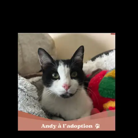 Andy
