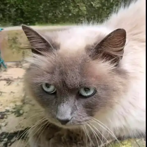 Bella