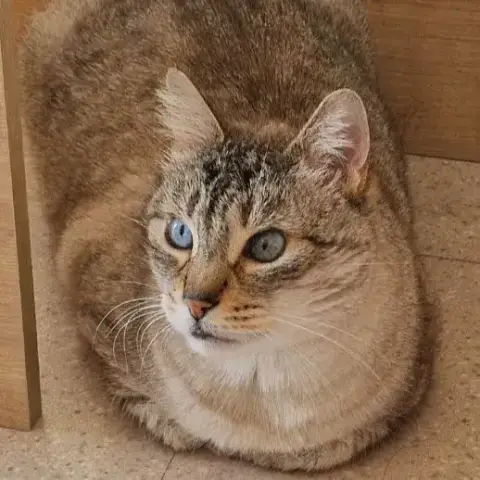 Simba