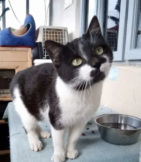 Zorro