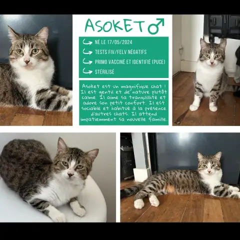 Asoket