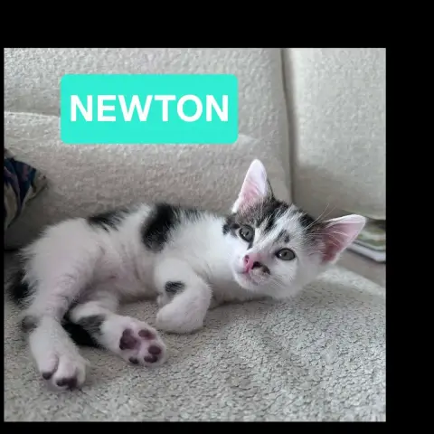 Elza Et Newton