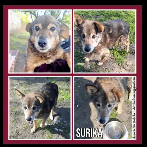 Surika