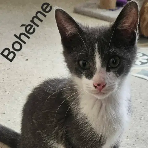 Baloo Et Bohême photo 2