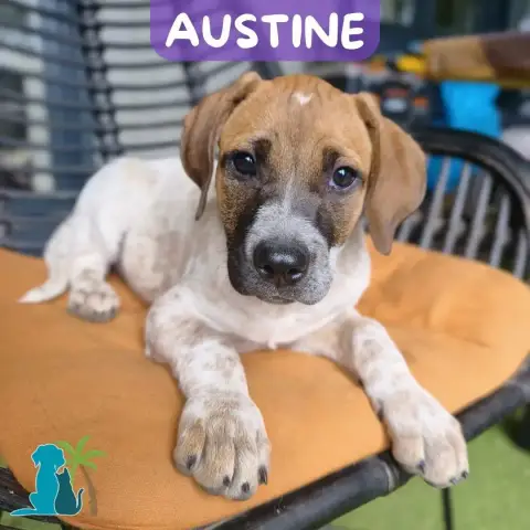 Austine
