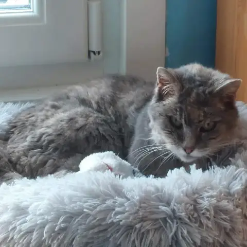 Féline