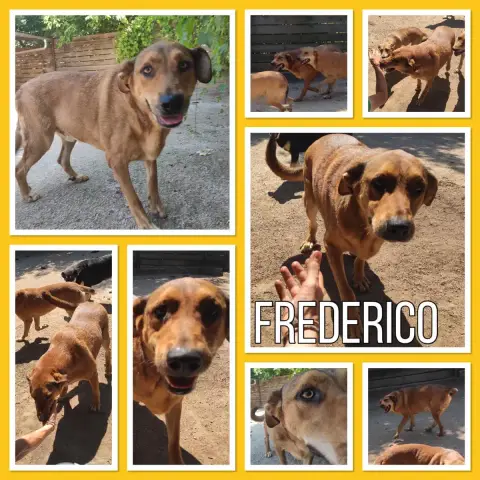 Frederico