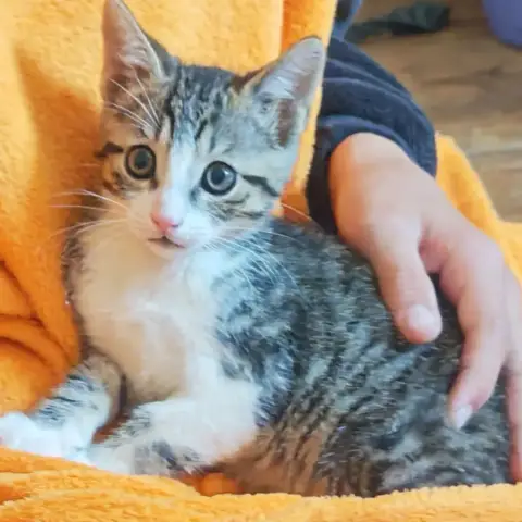 Carlos