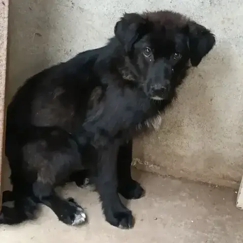 Appolon