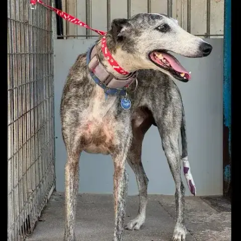 Cyrano Galgo