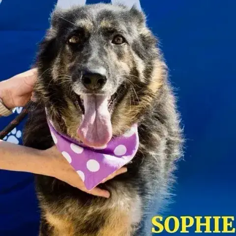 Sophie