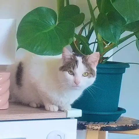 Bijou