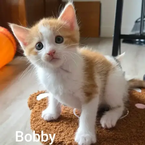 Bobby