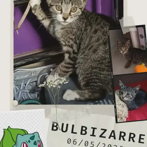 Bulbizarre photo 3
