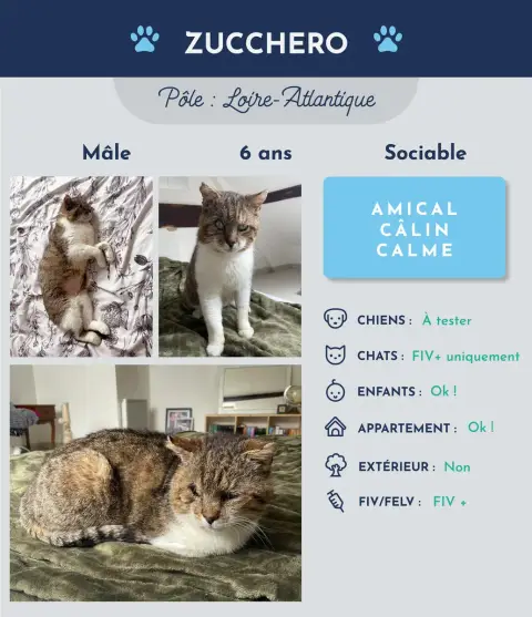 Zucchero