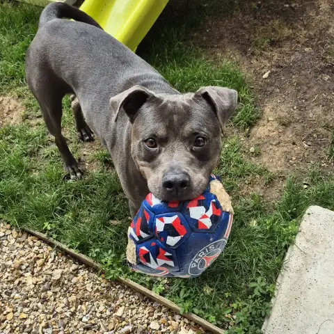 Falco photo 3