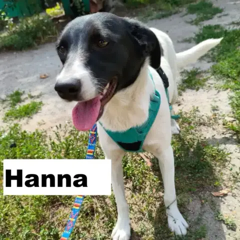 Hanna Urgent!!!