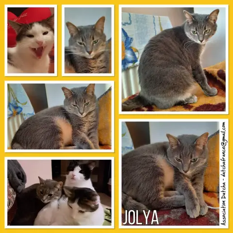 Jolya