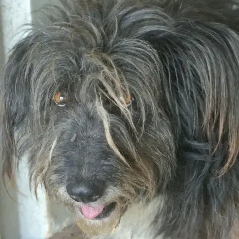 Otto