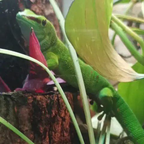 Zoom