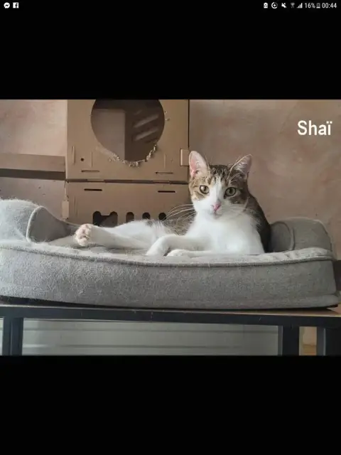Shai