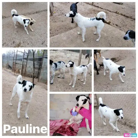 Pauline