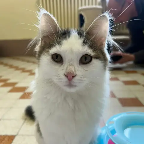 Bella