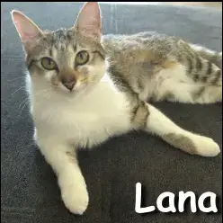Lana