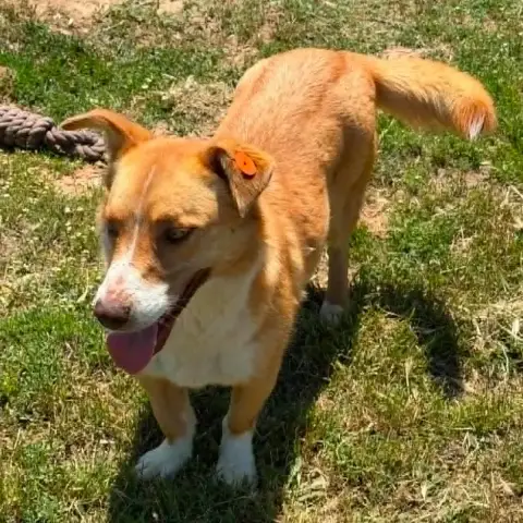 Lulu