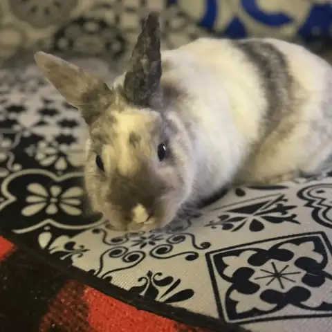 Pépite