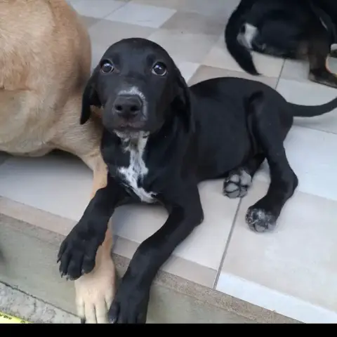 Nera