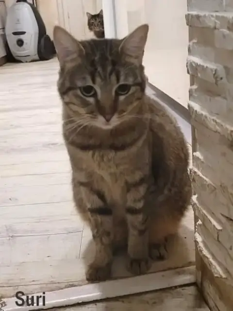 Suri