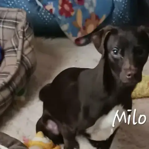 Milo photo 3