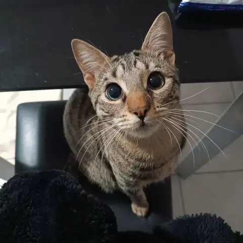 Elvis