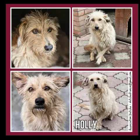 Holly