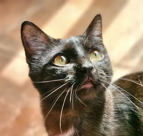 Luna photo 2