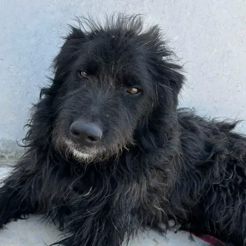 Goku photo 2
