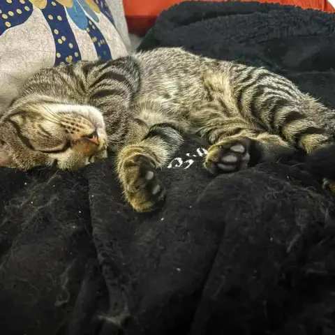 Loki photo 3