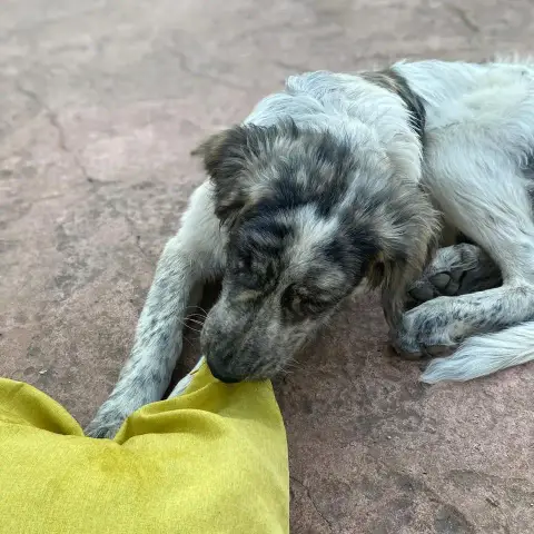 Sam