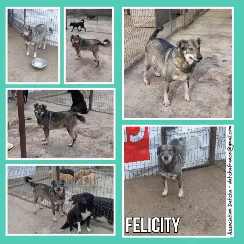 Felicity