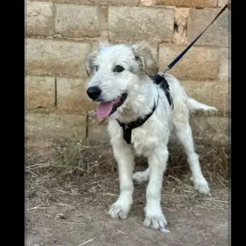 Manolito