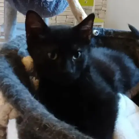 Albus