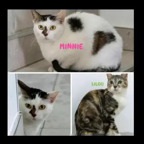 Minnie